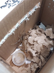 Paravaejovis puritanus