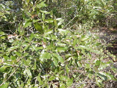 Quercus sinuata breviloba