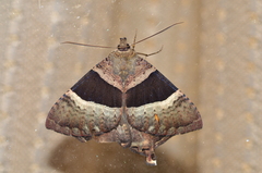 Coronidia hoppi