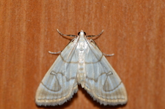 Neurophyseta