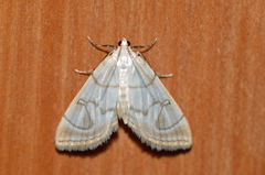 Neurophyseta