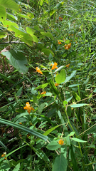 Impatiens capensis