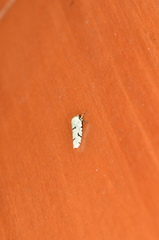 Angucephala