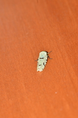 Angucephala