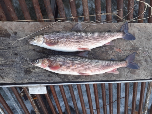 Frost fish (Prosopium cylindraceum) — Salmonidae — 2