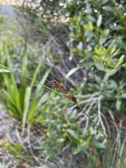 Schoenus cuspidatus