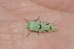 Angucephala