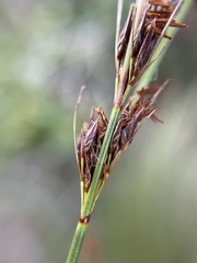 Schoenus cuspidatus