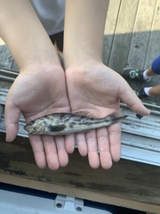 Menticirrhus saxatilis