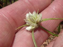 Cyperus niveus leucocephalus