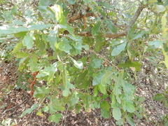 Quercus sinuata breviloba