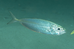 Selar crumenophthalmus