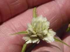 Cyperus niveus leucocephalus