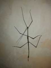 Cladomorphus phyllinus