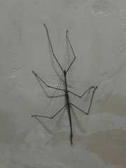 Cladomorphus phyllinus