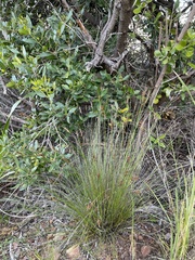 Schoenus cuspidatus