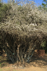 Ehretia rigida nervifolia