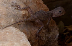 Agama bibronii