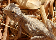 Agama bibronii