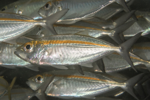Eye of the sea (Selar boops) — Carangidae — 3