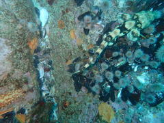 Haploblepharus pictus