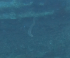 Hermodice carunculata