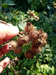 Arctium × ambiguum