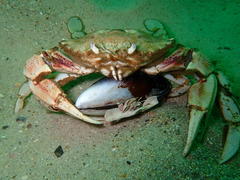 Ovalipes trimaculatus