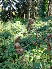 Arctium × ambiguum