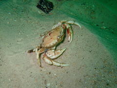 Ovalipes trimaculatus