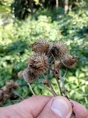 Arctium × ambiguum