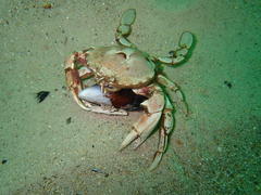 Ovalipes trimaculatus