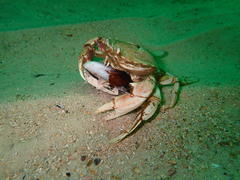 Ovalipes trimaculatus