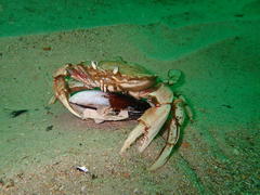 Ovalipes trimaculatus