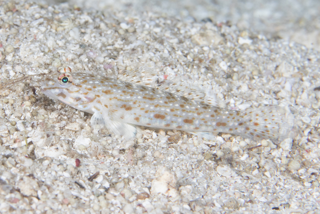 Brown-Speckled Sand-Goby