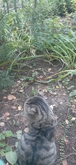 Felis catus