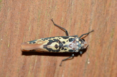 Onega musa