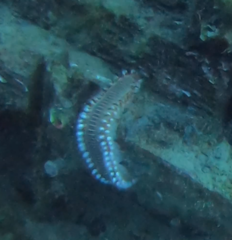 Hermodice carunculata