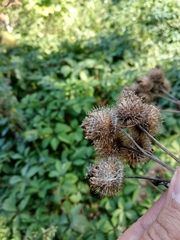Arctium × ambiguum
