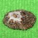 Scutellastra granularis - Photo (c) Brian du Preez,  זכויות יוצרים חלקיות (CC BY-SA), הועלה על ידי Brian du Preez