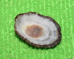 Scutellastra granularis