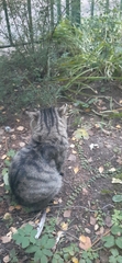 Felis catus