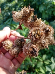 Arctium × ambiguum
