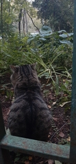 Felis catus