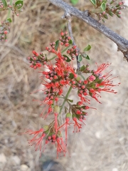 Combretum microphyllum