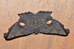 Crypsicoela subocellata