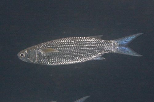 Bluespot mullet (Moolgarda seheli) — Mugilidae