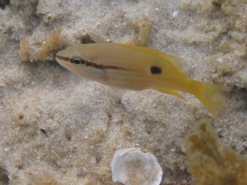 Lutjanus fulviflamma