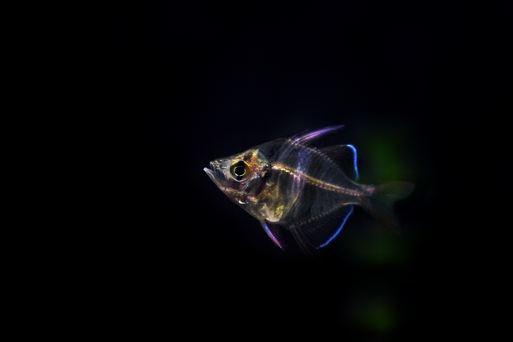 Highfin glassy perchlet (Parambassis lala) — Ambassidae