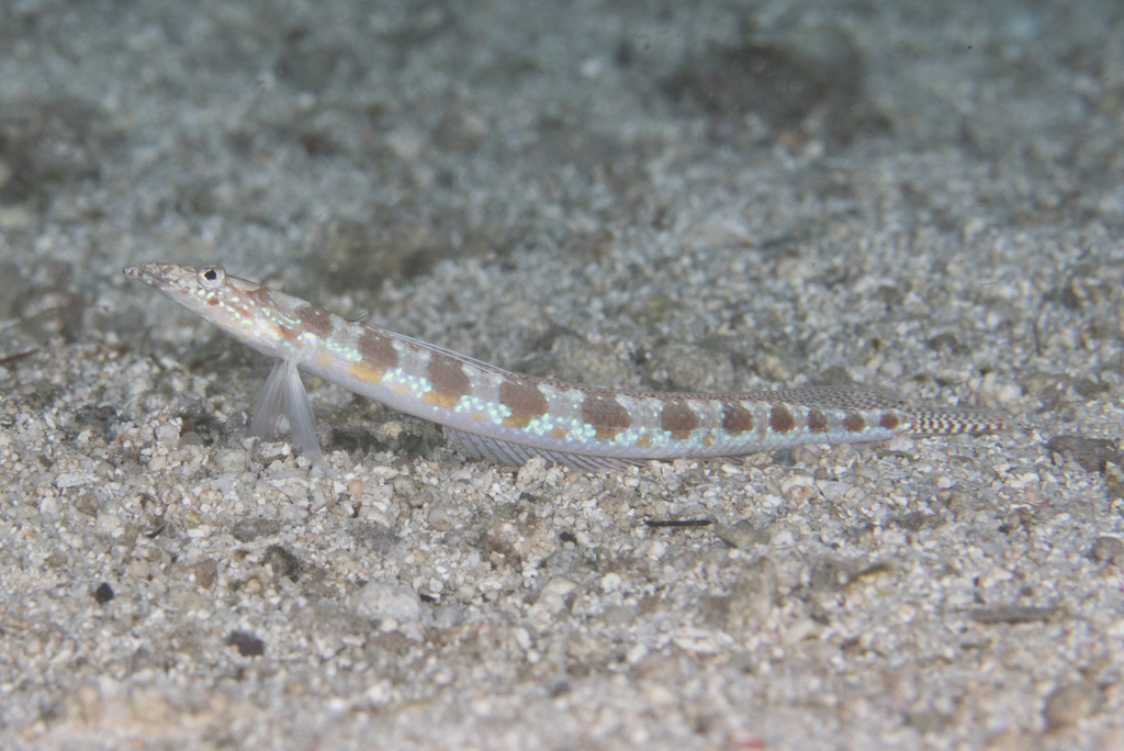 Gevlekte zandduiker (Trichonotus setiger) — Trichonotidae